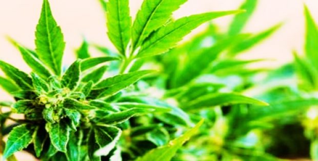 AusCann’s DayaCann JV to begin medical cannabis production with Khiron