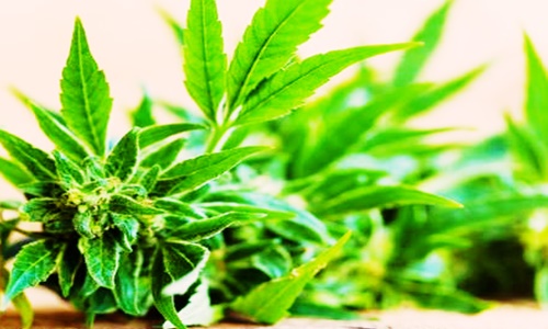 AusCann’s DayaCann JV to begin medical cannabis production with Khiron
